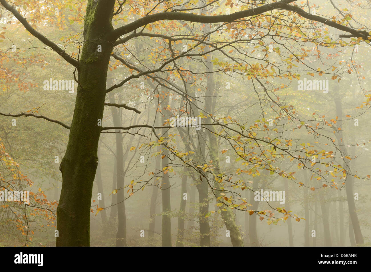 Shrouded woods hi-res stock photography and images - Alamy