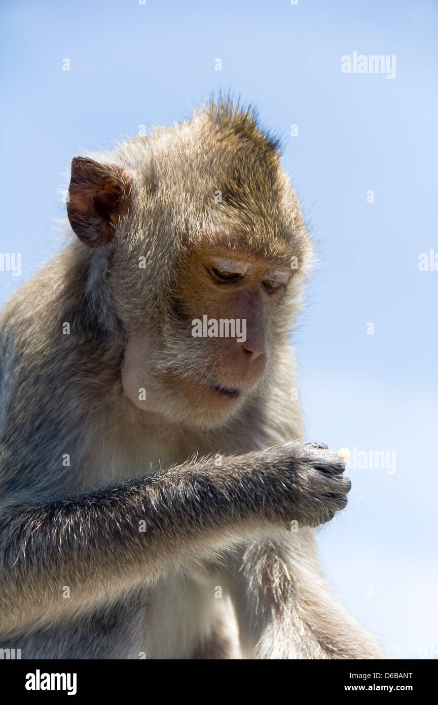 Crabeating Macaque Monkey Macaca mulatta fascicularis Kao Samuk