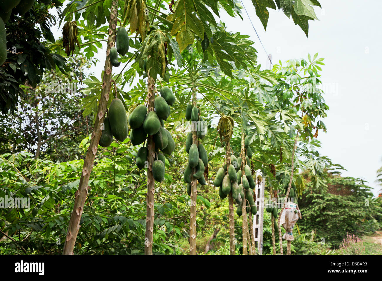 Papaya plantation Stock Photo - Alamy