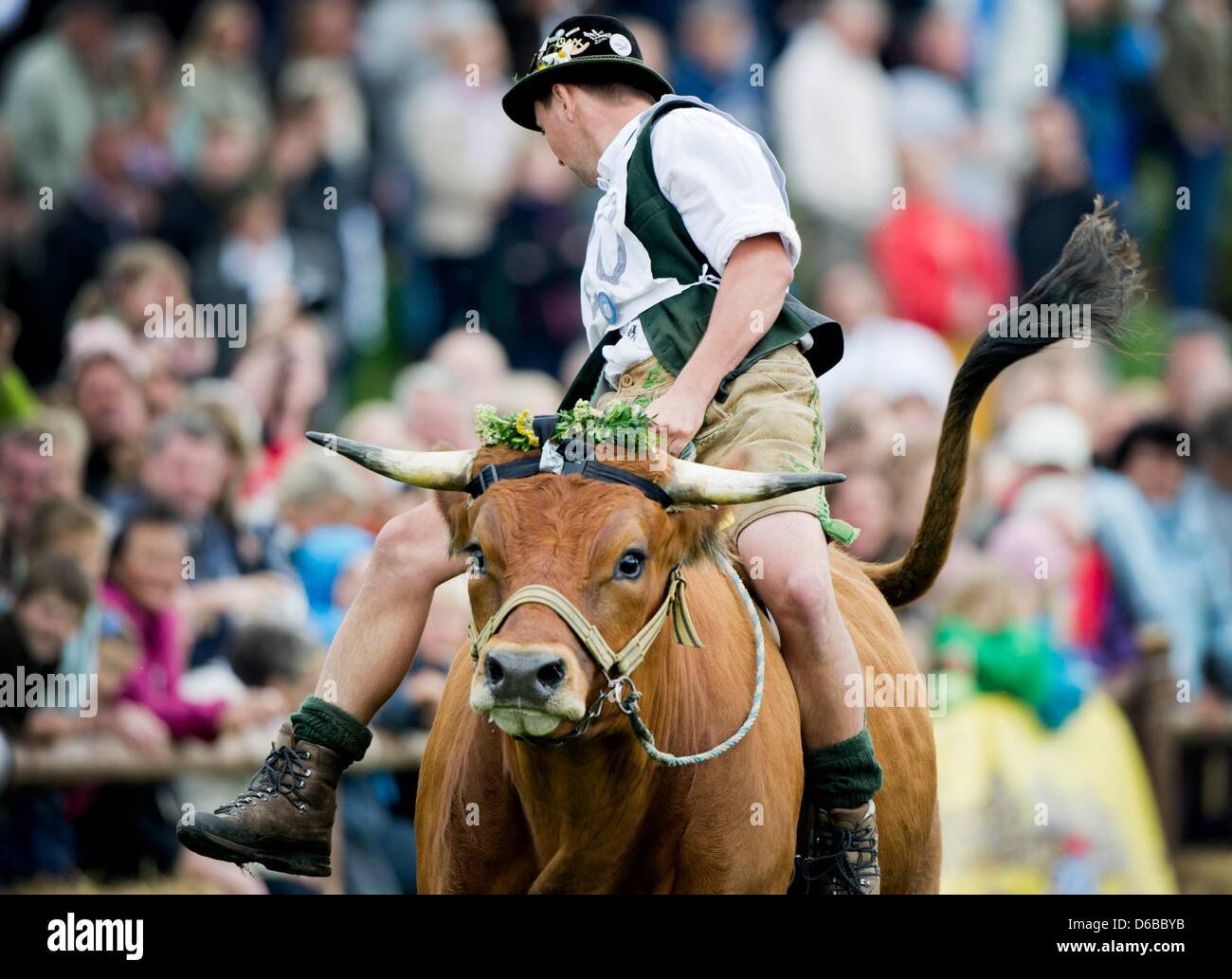 женщина бык. техасское родео. ковбой родео. верхом на быке. верхом на быке.