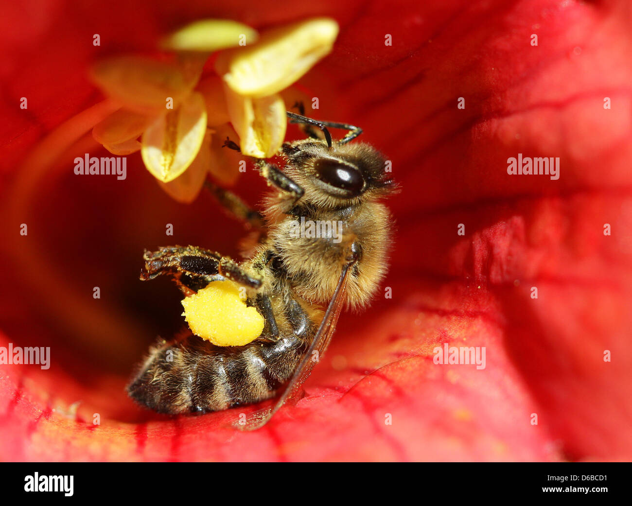 In einerTrompentenblumenblüte sucht am Montag (27.08.2012) bei Willich eine Biene nach Nahrung. Die Kletterpflanze blüt von Juli bis in den Herbst hinein. Roland Weihrauch dpa/lnw   zu Reportage: Stock Photo