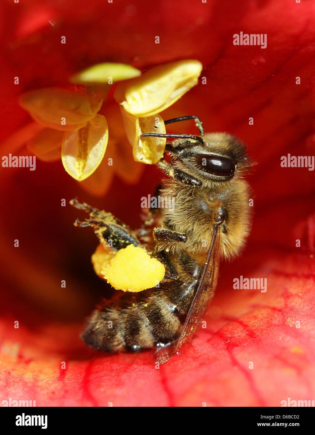 In einerTrompentenblumenblüte sucht am Montag (27.08.2012) bei Willich eine Biene nach Nahrung. Die Kletterpflanze blüt von Juli bis in den Herbst hinein. Roland Weihrauch dpa/lnw   zu Reportage: Stock Photo