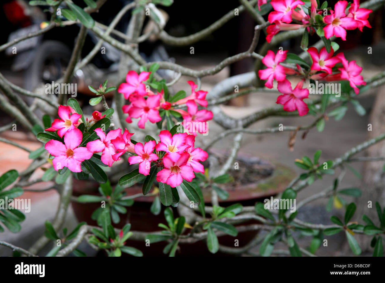 Pink blossoms Stock Photo