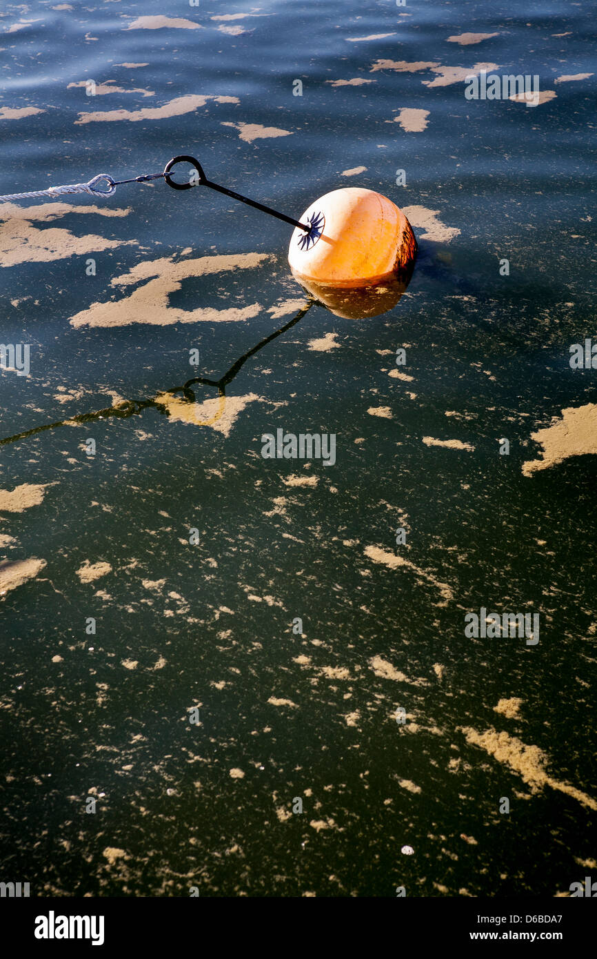 Toxic algae bloom Stock Photo Alamy