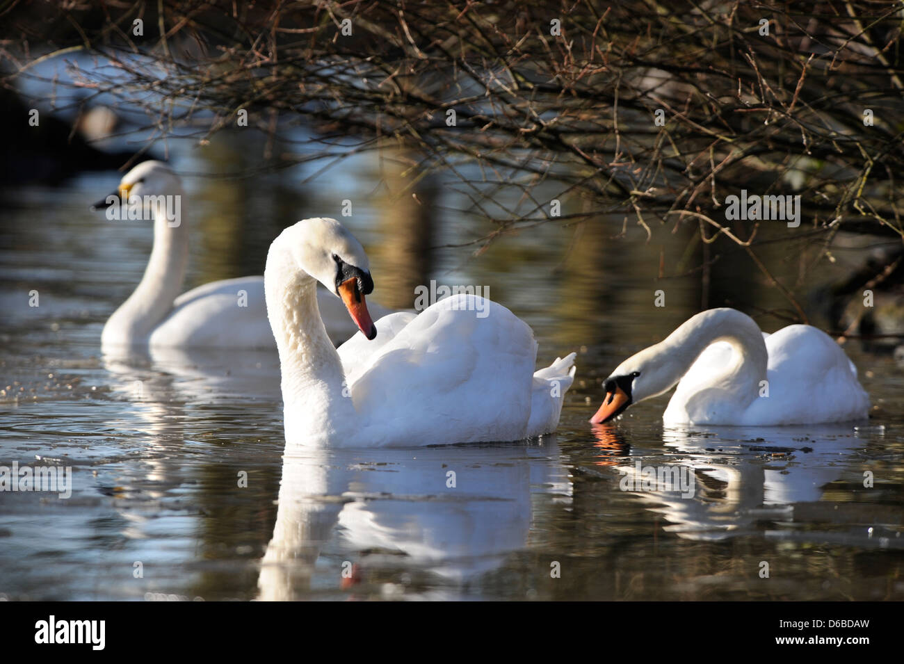 A pair of Mute Swans with a Bewick's (rear) at The Slimbridge Wildfowl and Wetlands Trust, Gloucestershire UK Stock Photo