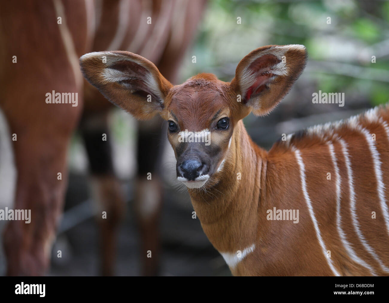 малыши антилопы бонго. бонго животное. антилопа бонго самка. Tragelaphus eurycerus. бонго животное.