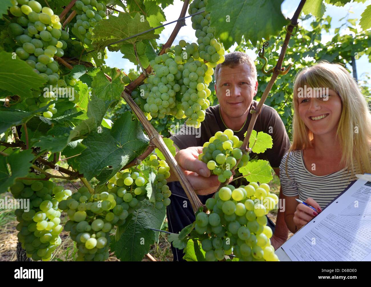 Student Josephine Werner and cellar master Knut Kiok observe grapes of ...
