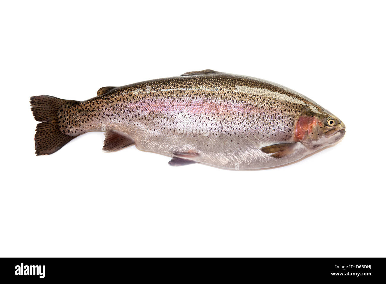 Large 6lb 10oz (3kg) Rainbow trout isolated on a white studio background. Stock Photo