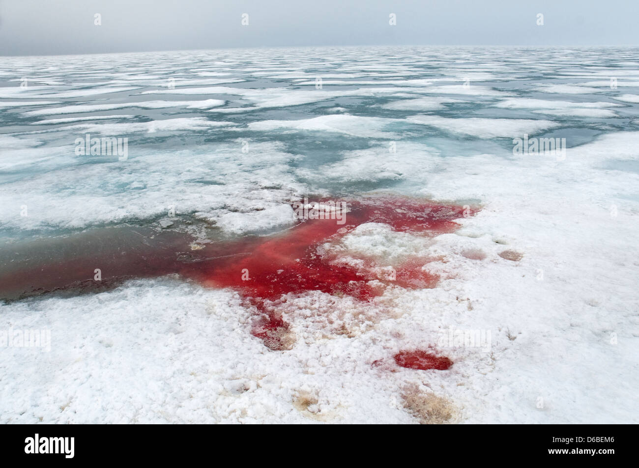Norway Svalbard Archipelago Spitsbergen Pool of blood on the sea ice where a polar bear had hunted and fed on a seal Stock Photo