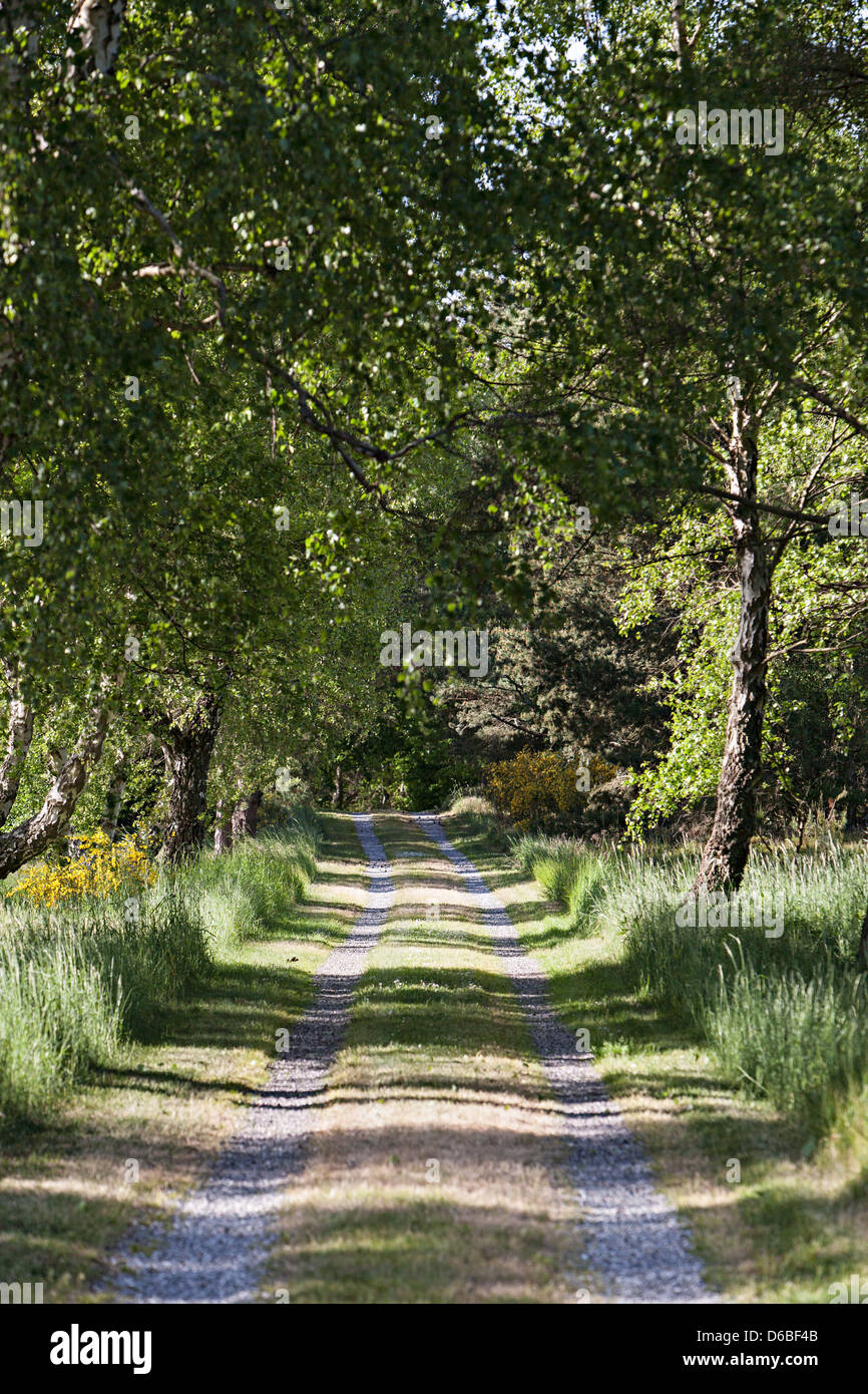 Wheel Track Rural Road Tire tracks in rural road Stock Photo - Alamy