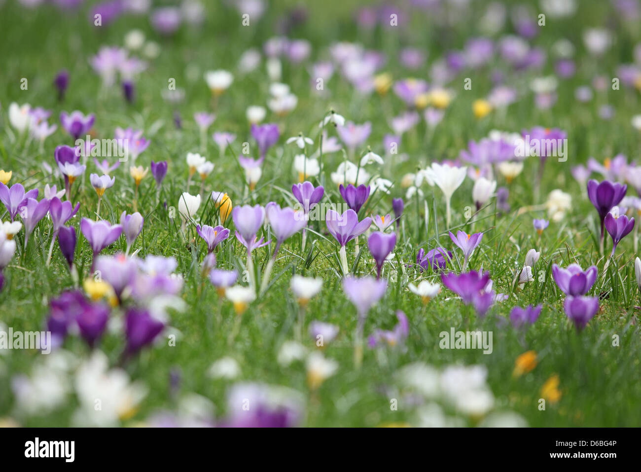 Purple flowers growing in grassy field Stock Photo - Alamy