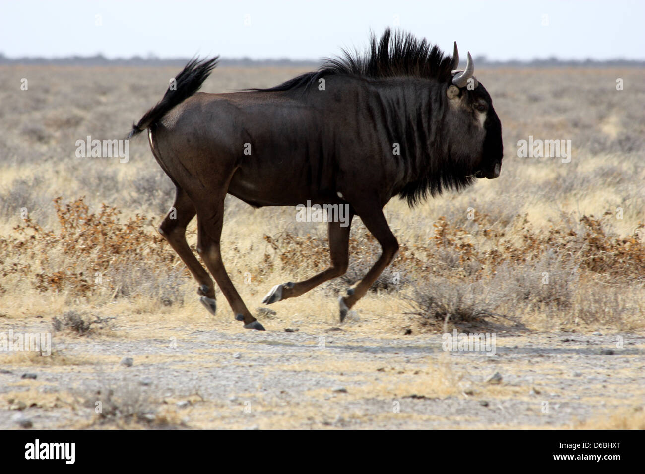 Gnu running hi-res stock photography and images - Alamy