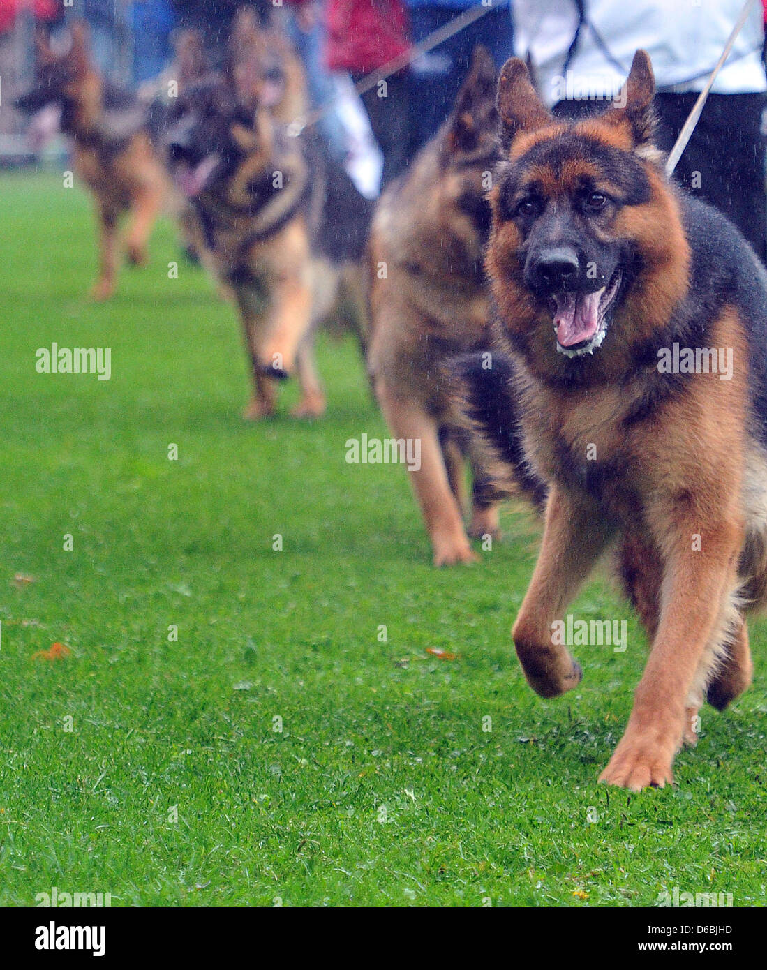 German shepherds are presented at the World Championship of German shepherds  initiated by the German shepherd dog association in Ulm, Germany, 01  September 2012. More than 1800 pedigree dogs compete for the