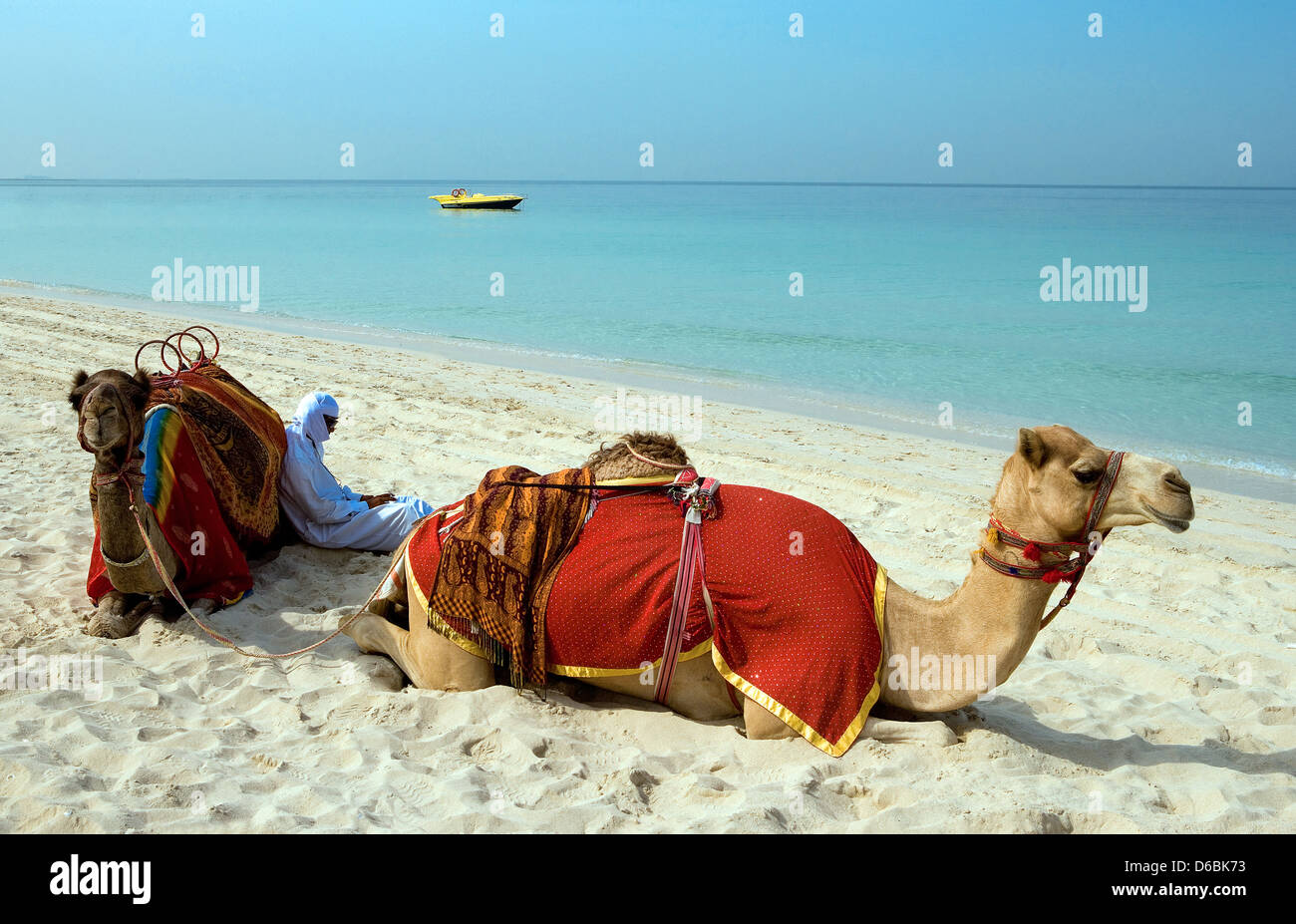 Dubai, camels on the beach of the Oasis resort in the new Marina quarter Stock Photo