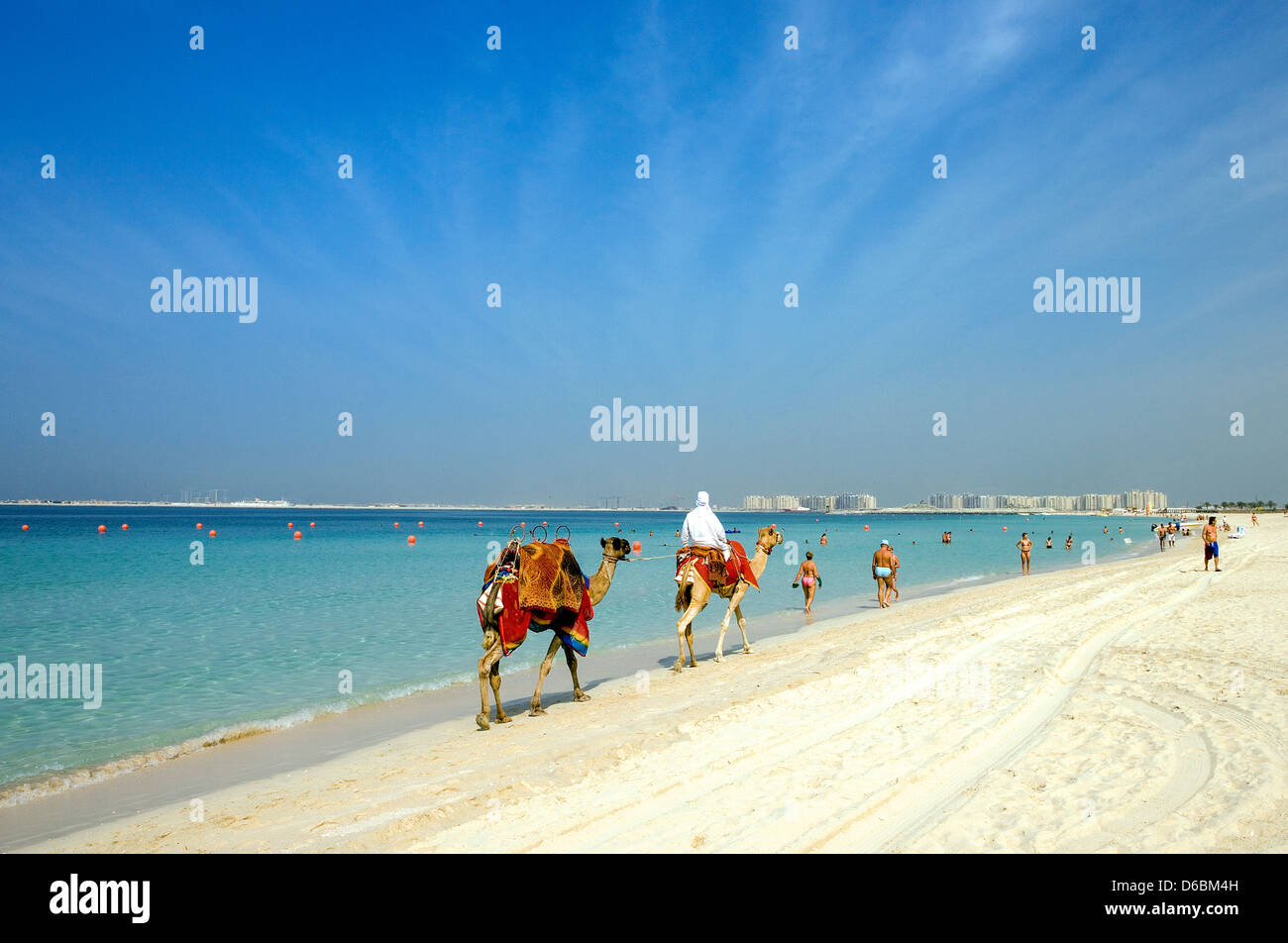 Dubai, camels on the beach of the Oasis resort in the new Marina quarter Stock Photo