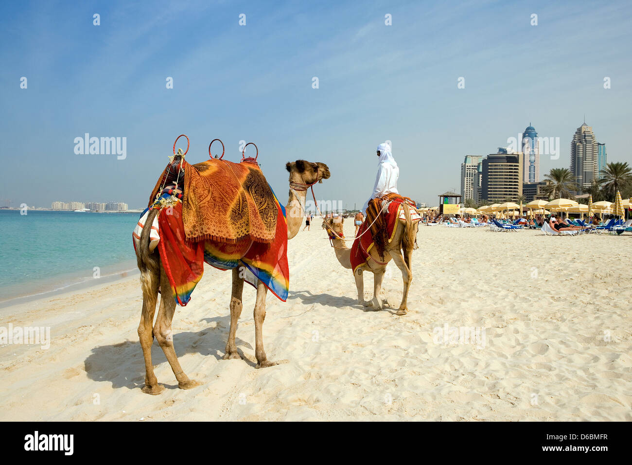 Dubai, camels on the beach of the Oasis resort in the new Marina quarter Stock Photo