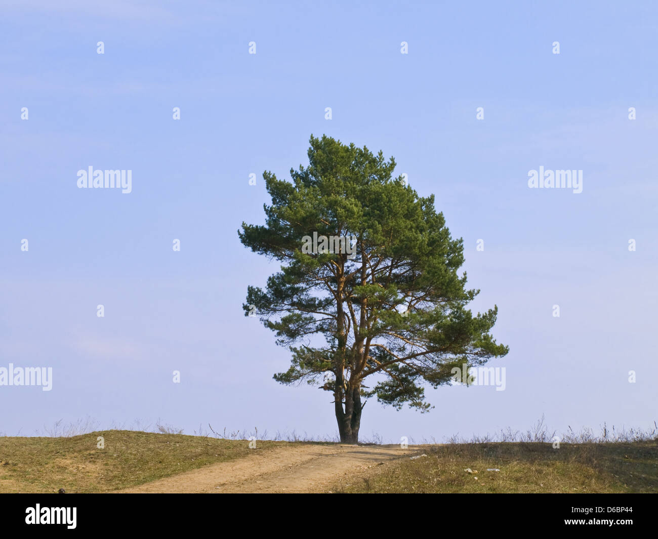 Tree horizon hi-res stock photography and images - Alamy