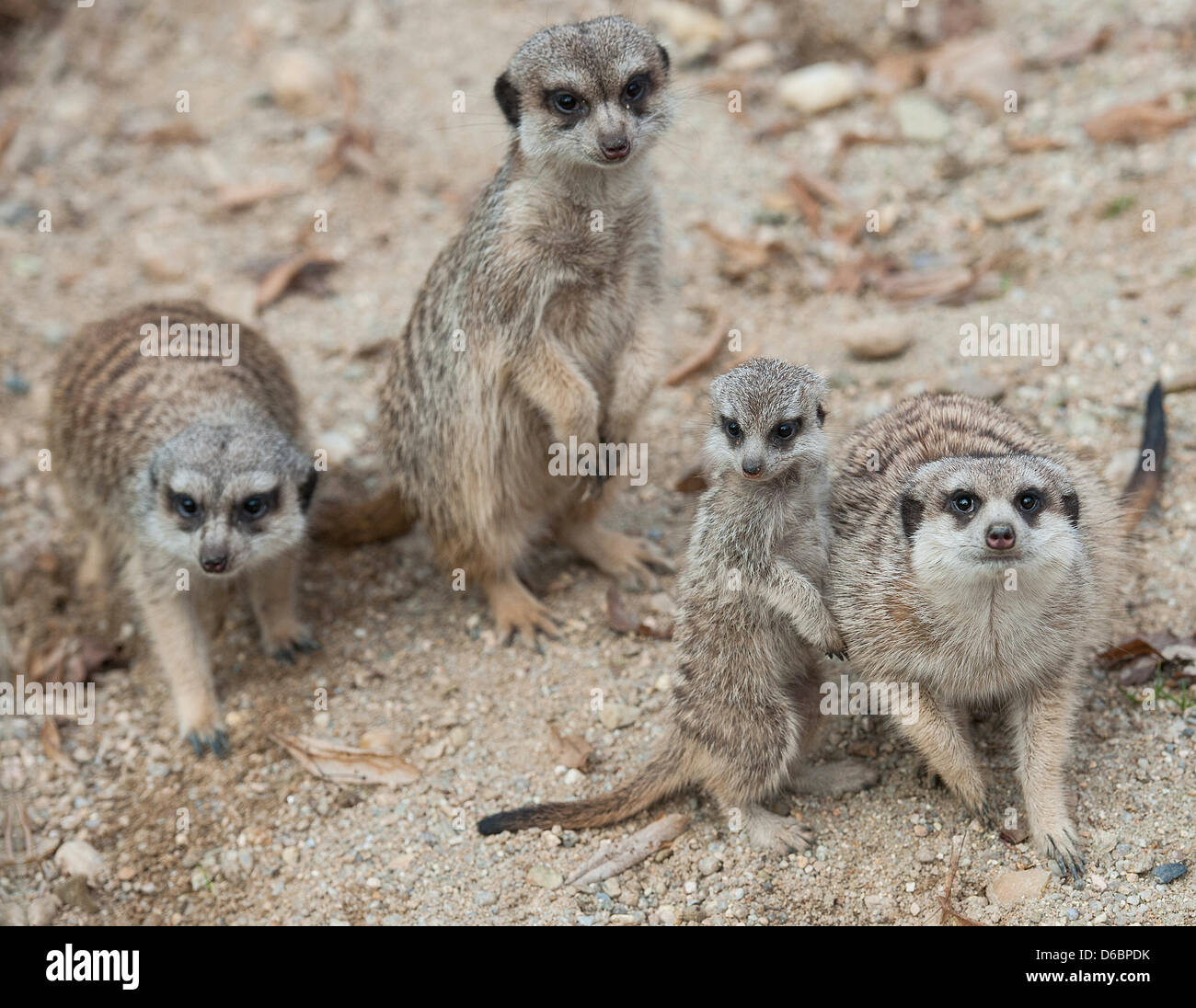Liberec, Czech Republic. 16th April, 2013. Young Meerkats received the most votes as the best cubs from the visitors of Zoo Liberec. Small beasts grow from 25 to 35 cm and they are registered in the IUCN Red List of Threatened Species. They inhabit dry savannas, deserts and semi-deserts, mostly the South African Kalahari desert. Meerkats are seen in Liberec, Czech Republic, April 16, 2013. (Radek Petrasek/CTK Photo/Alamy Live News) Stock Photo