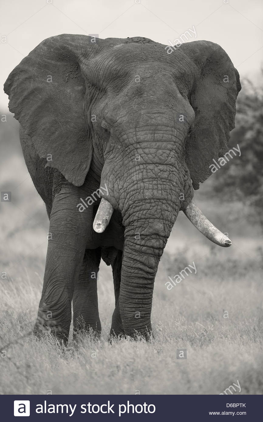 Tusker Stock Photos & Tusker Stock Images - Alamy