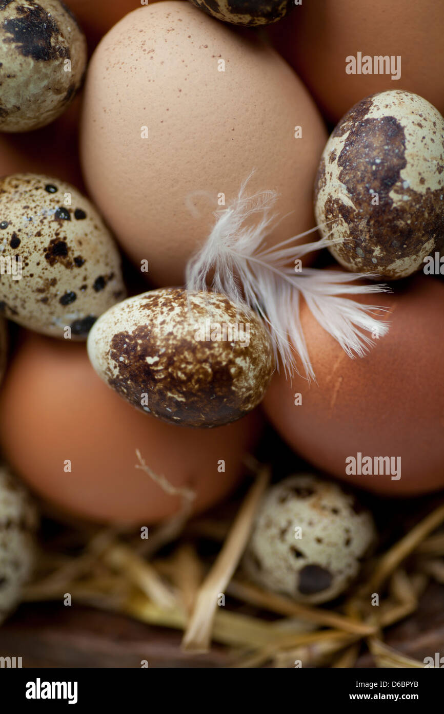 Farm fresh eggs nestling in straw with a single white feather Stock Photo