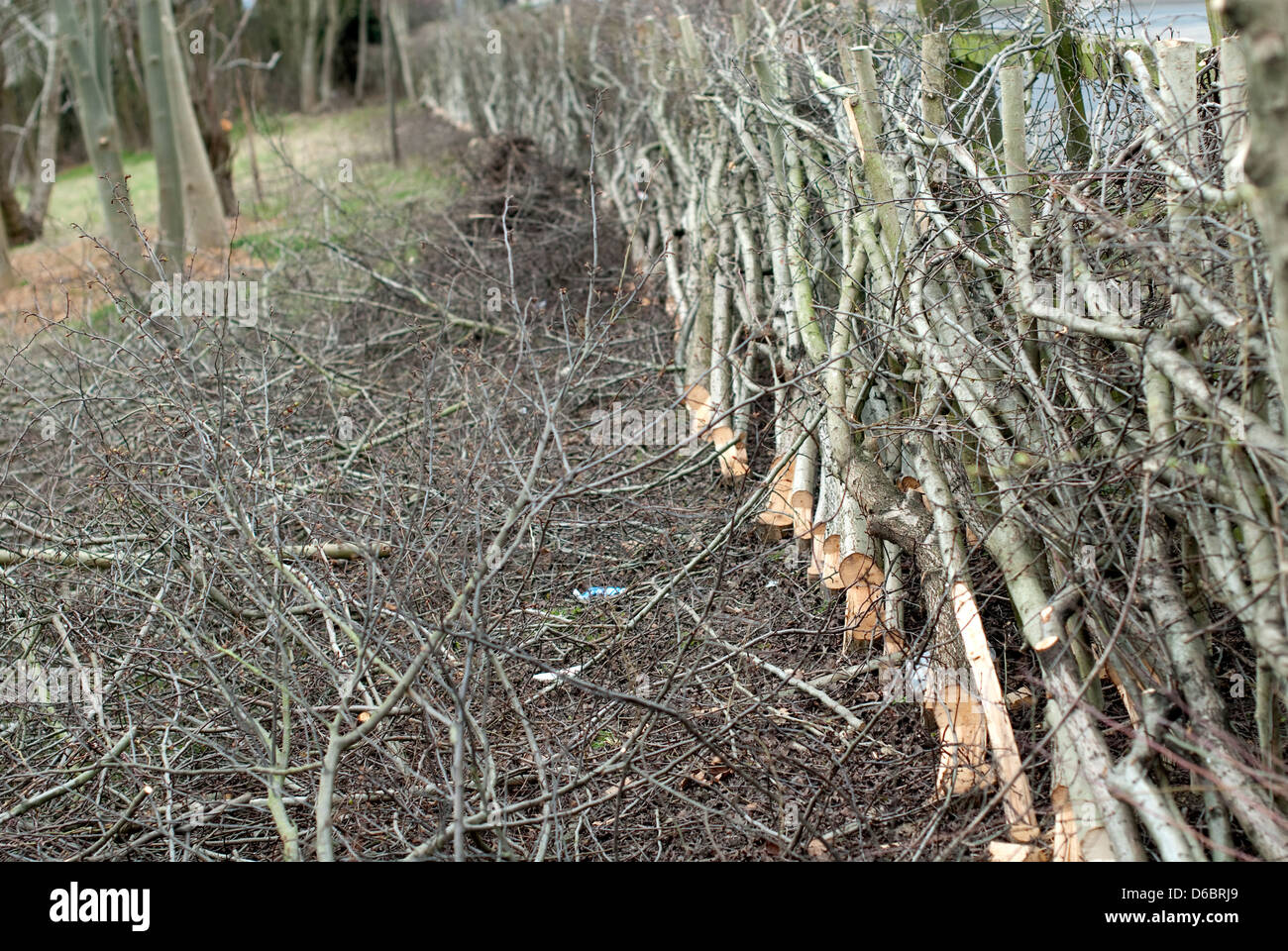 a hawthorn hedge that has recently been cut and layered along the five
