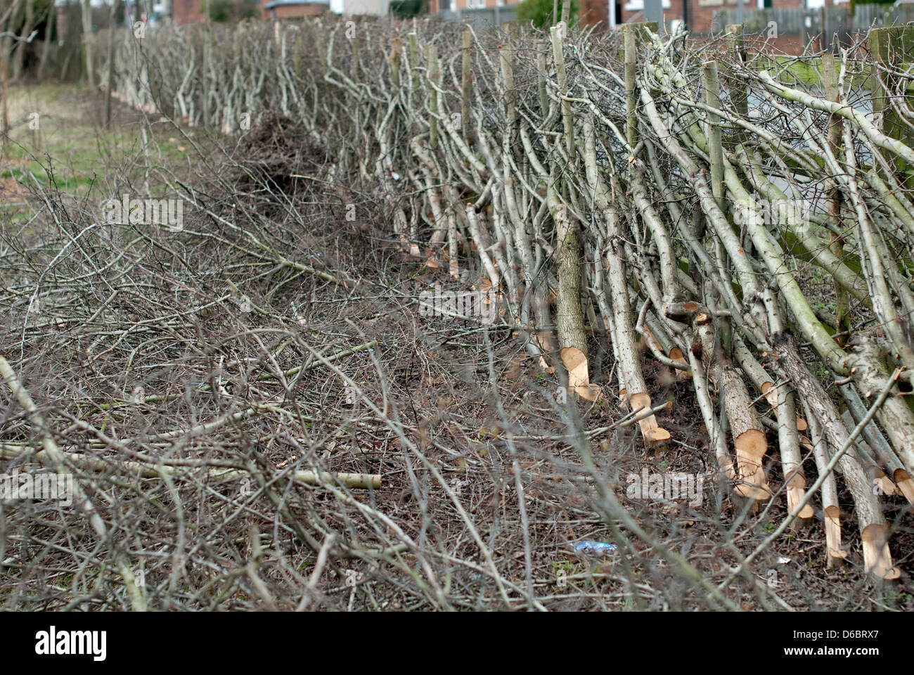 image showing recently cut hawthorn hedge with hedge layering Stock Photo
