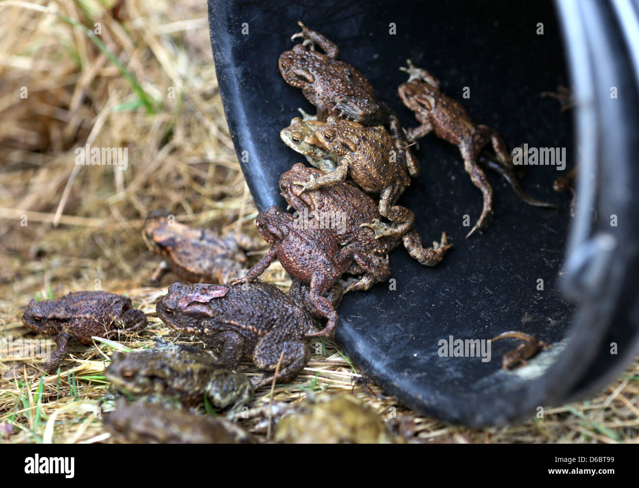 Toads, frogs and newts climb out of a bucket in which they were