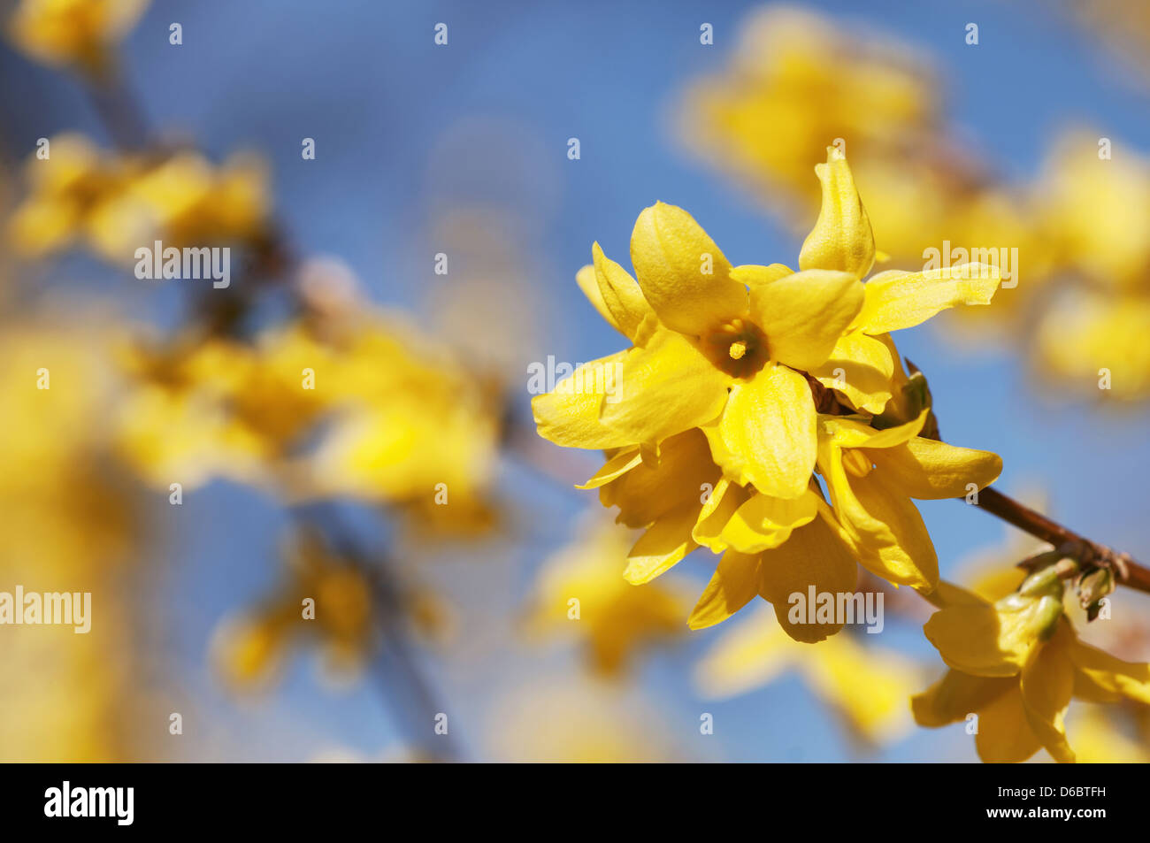 Forsythia bush hi-res stock photography and images - Alamy