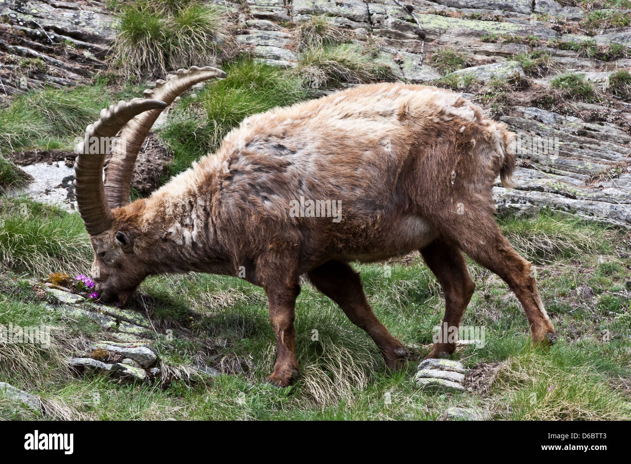 Capra Ibex - Italian Alps Stock Photo - Alamy