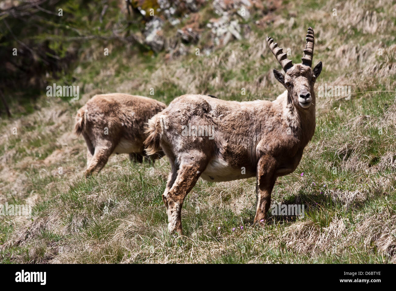 Capra Ibex - Italian Alps Stock Photo - Alamy