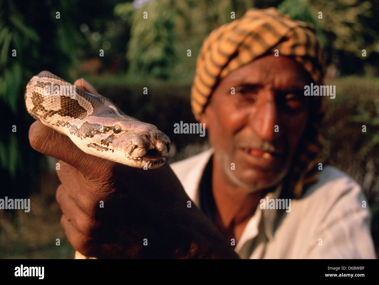 Snake charmer holding a python with a mouth malformation ( India Stock ...