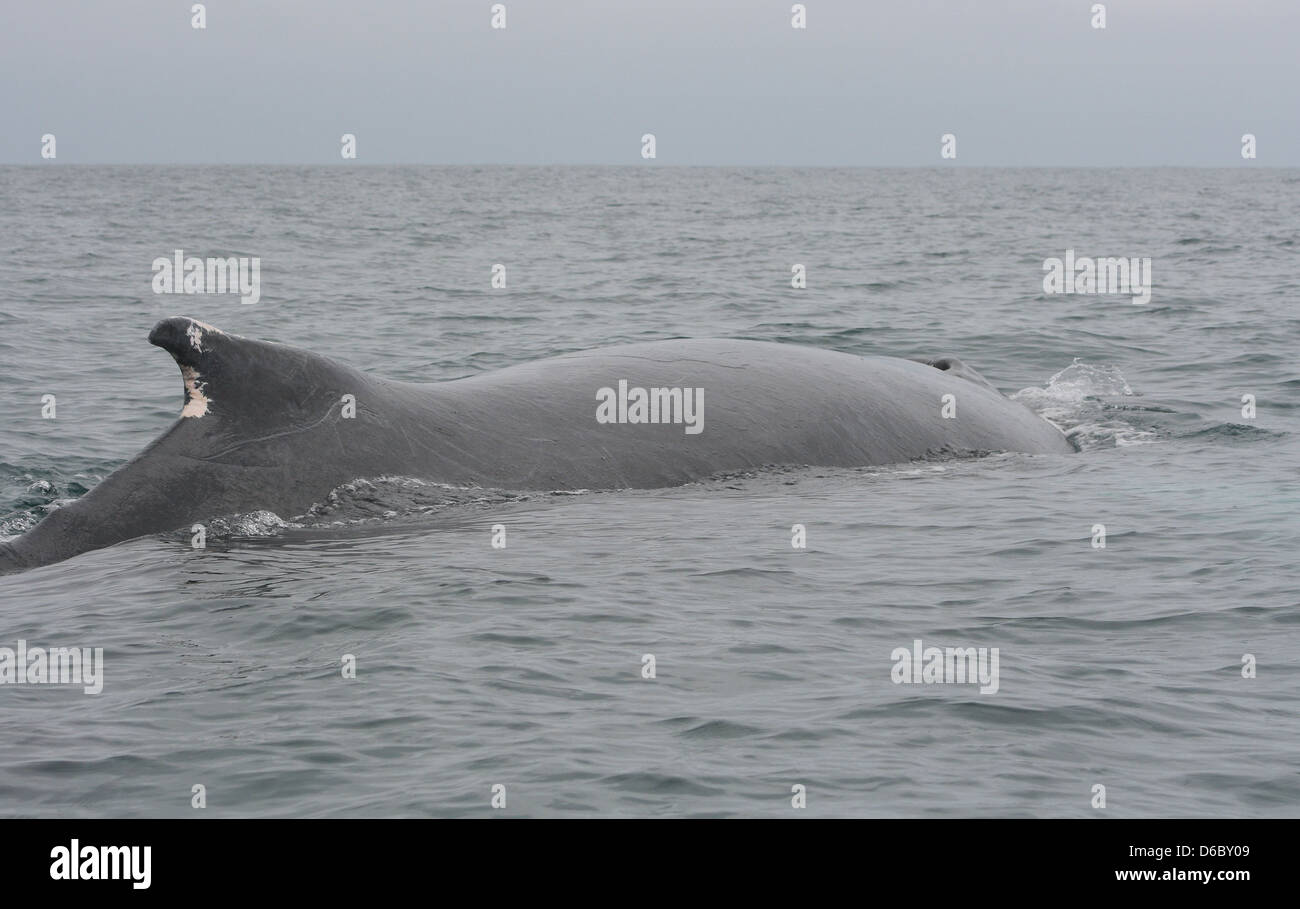 a large humpback whale