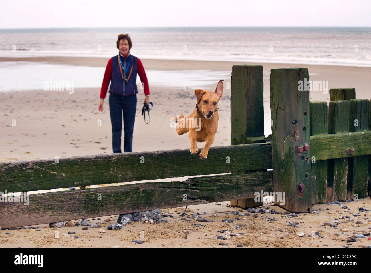 Yellow Labrador running along Norfolk beach Stock Photo