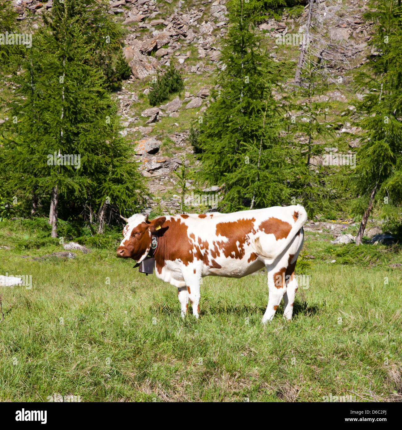 Italian Ciws Italian milk cows hi-res stock photography and images - Alamy