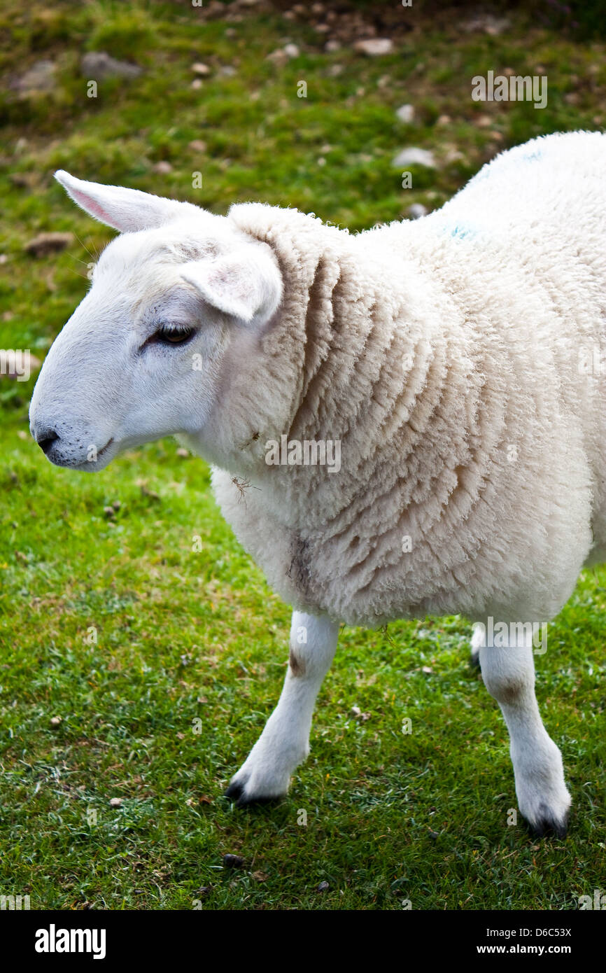Sheep on green Stock Photo - Alamy