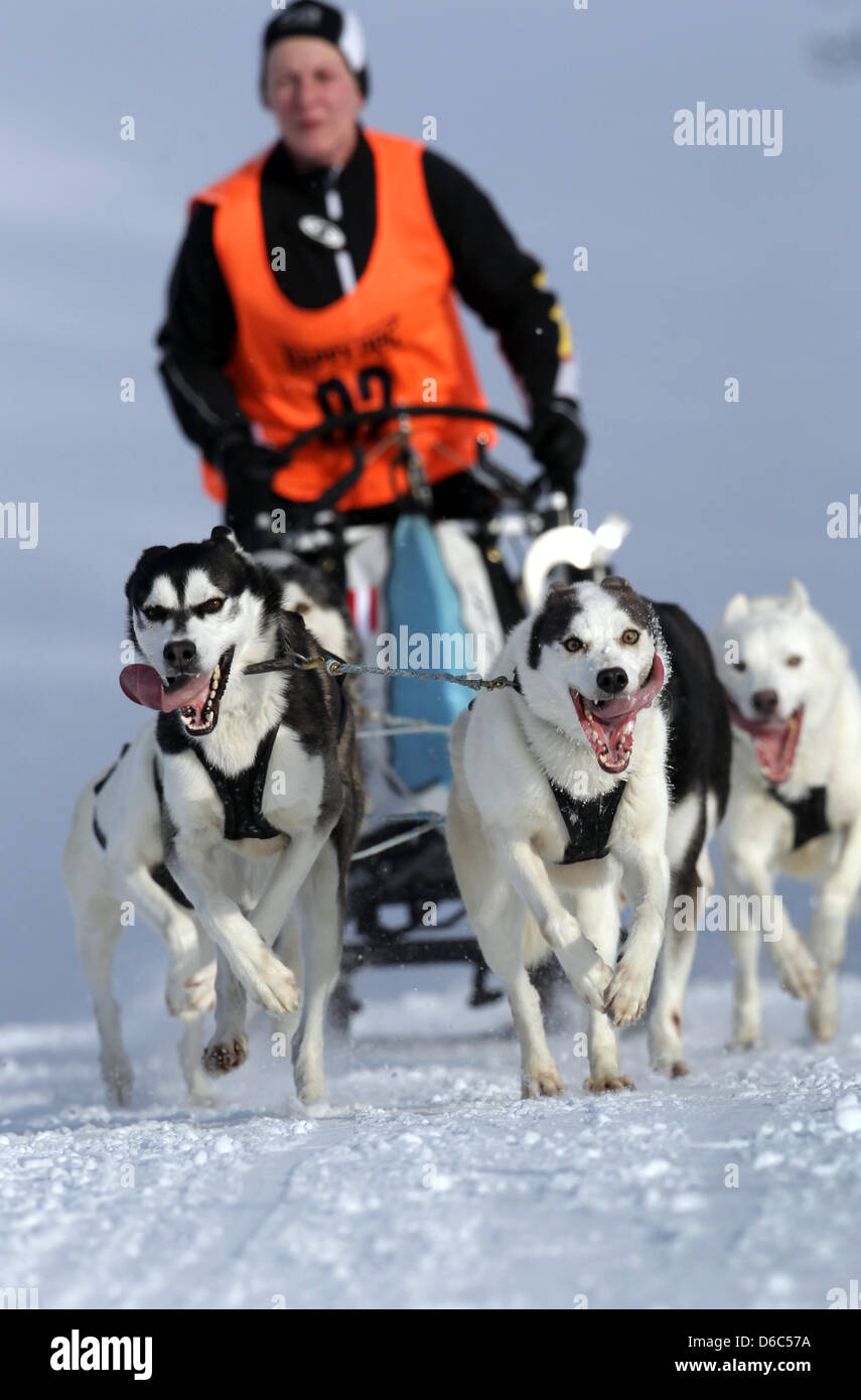 A participant of the International sled dog race drives his six-dog ...