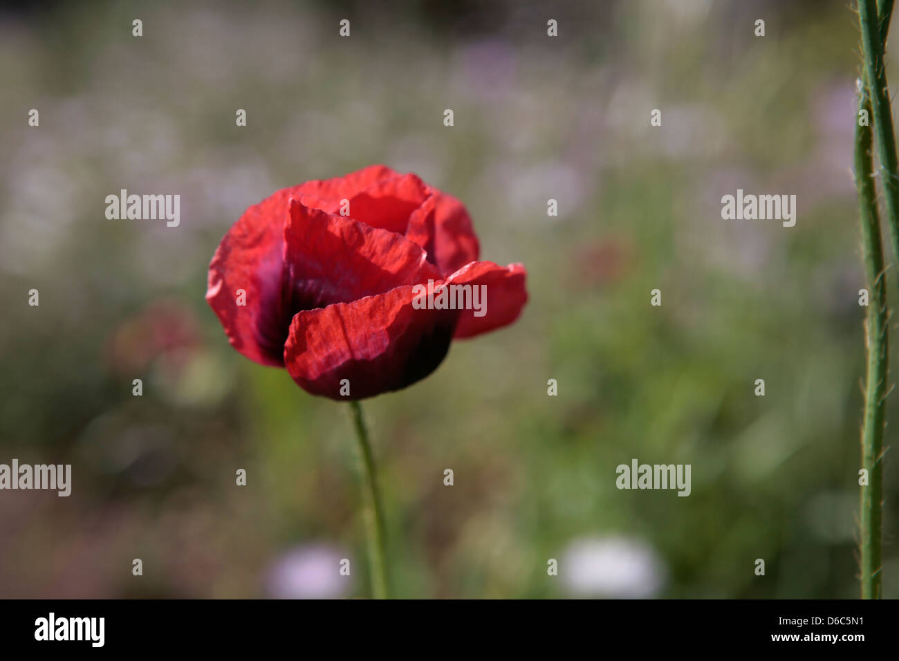 Large poppy hi-res stock photography and images - Alamy