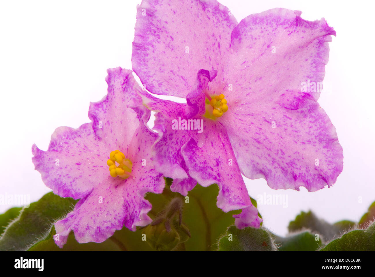Fresh Violet Fresh violets isolated on white background Stock Photo - Alamy