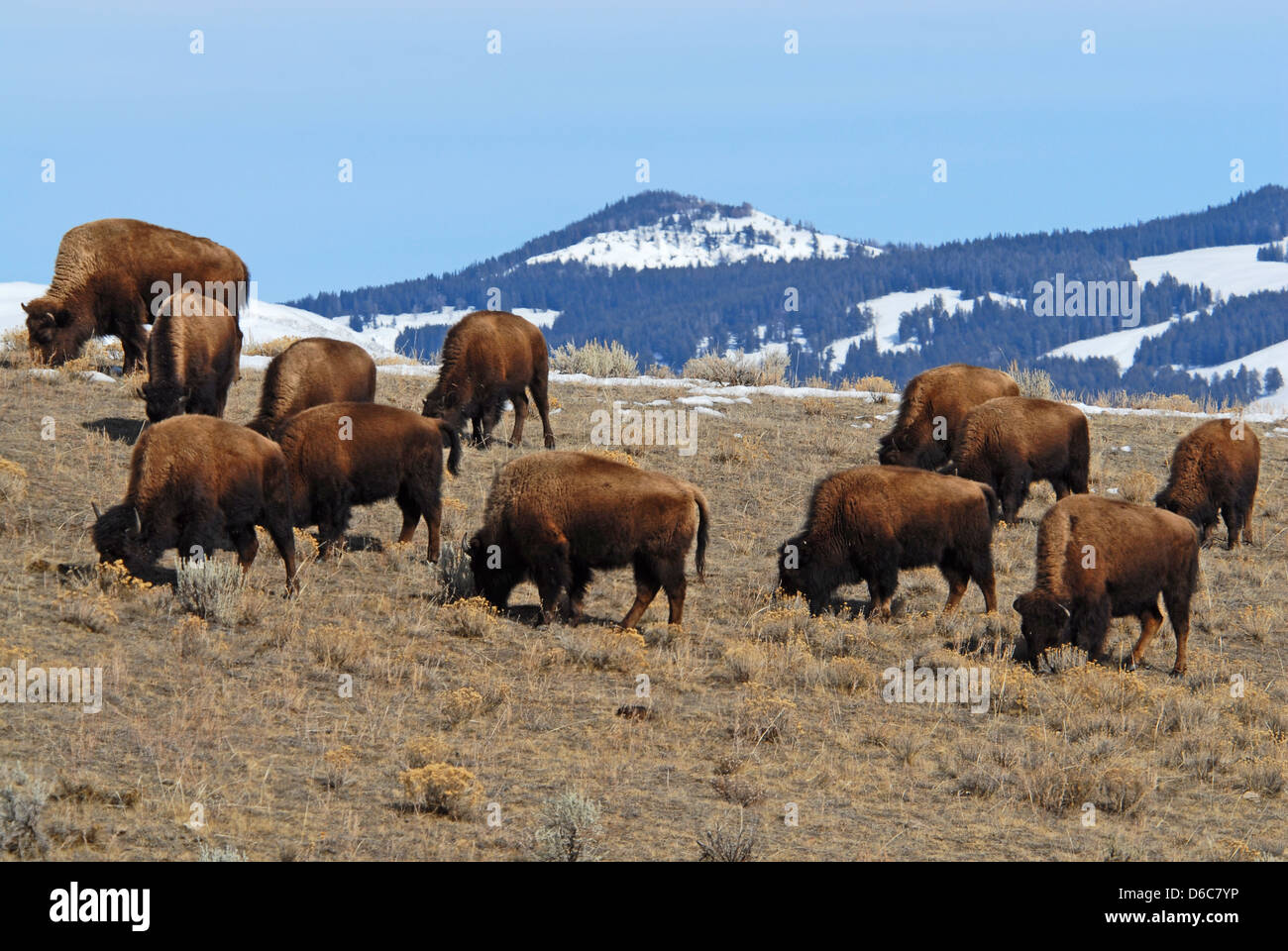 Bison herd grazing along Norris road, Yellowstone NP, Montana Stock Photo