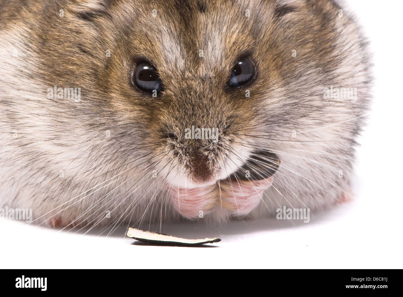 Dwarf hamster eating sunflower seed Stock Photo Alamy
