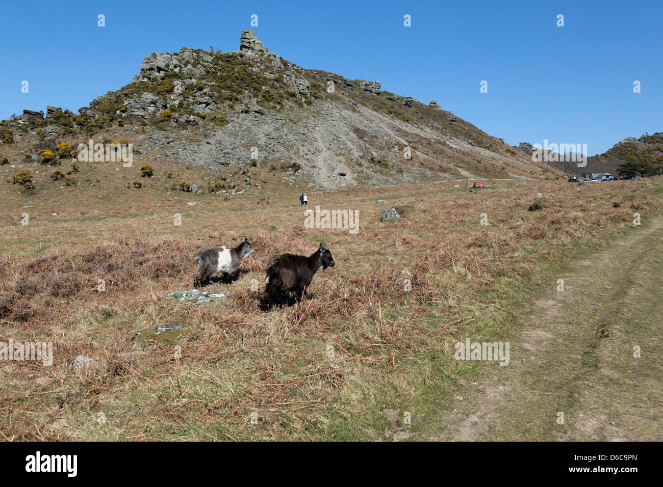 Goats; Capra hircus; Valley of the Rocks; Lynton; DEvon Stock Photo