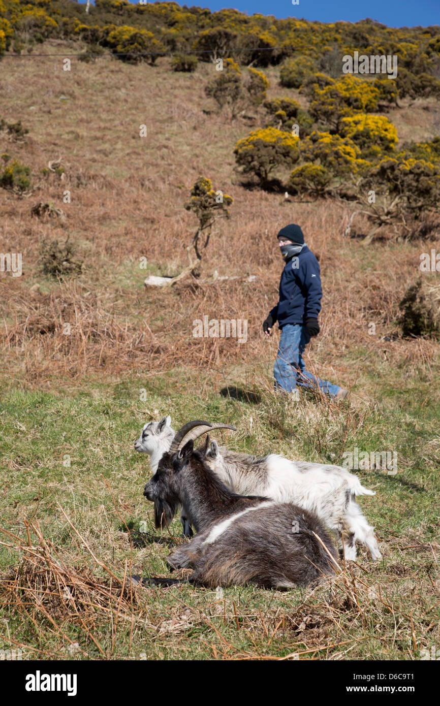 Goats; Capra hircus; Valley of the Rocks; Lynton; DEvon Stock Photo