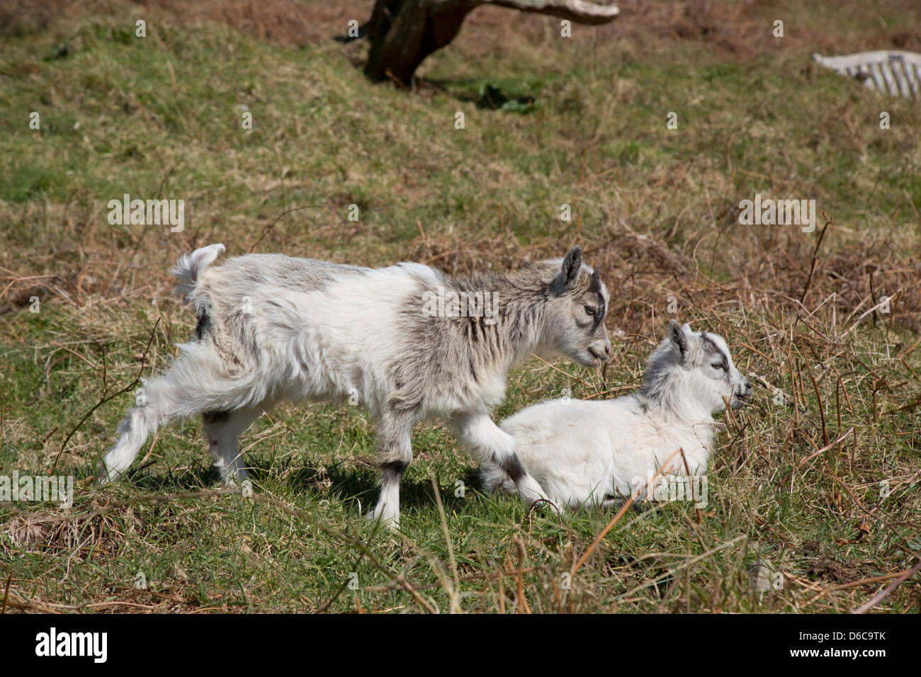 Goats; Capra hircus; Valley of the Rocks; Lynton; Devon Stock Photo