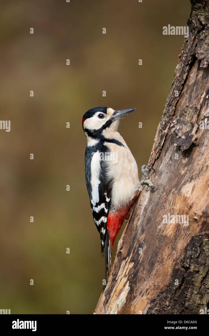 Great Spotted Woodpecker; Dendrocopos major; male; UK Stock Photo