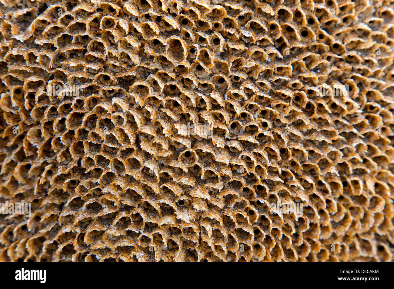 Honeycomb Tube Worm; Sabellaria alveolata; Tubes; Bude; UK Stock Photo