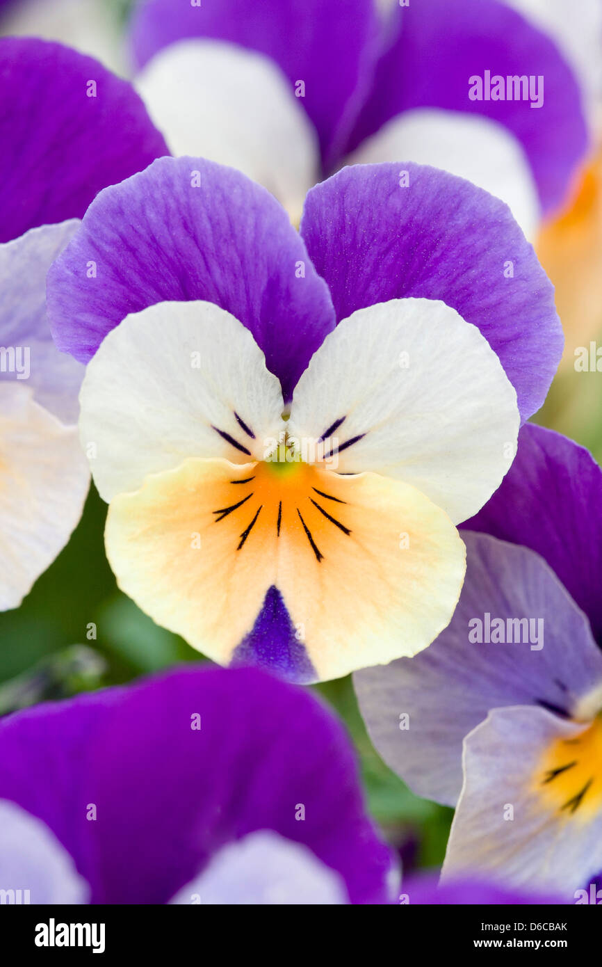 Winter Flowering Pansy Rocky Peach Jump Up Stock Photo Alamy
