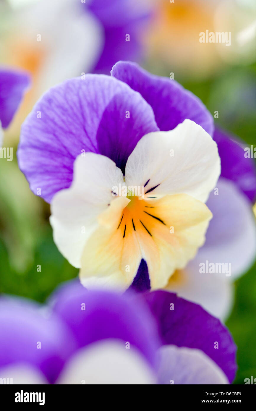 Winter Flowering Pansy - Rocky Peach Jump Up Stock Photo