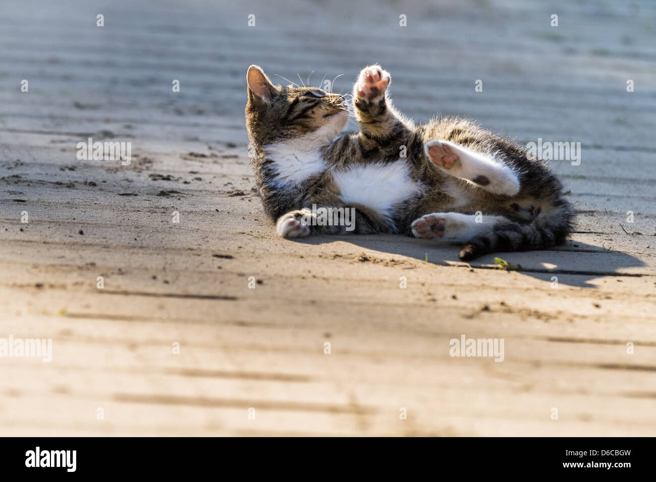 Small kitten in countryside Stock Photo