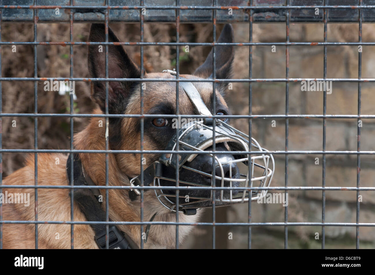 Guard dog fence hires stock photography and images Alamy