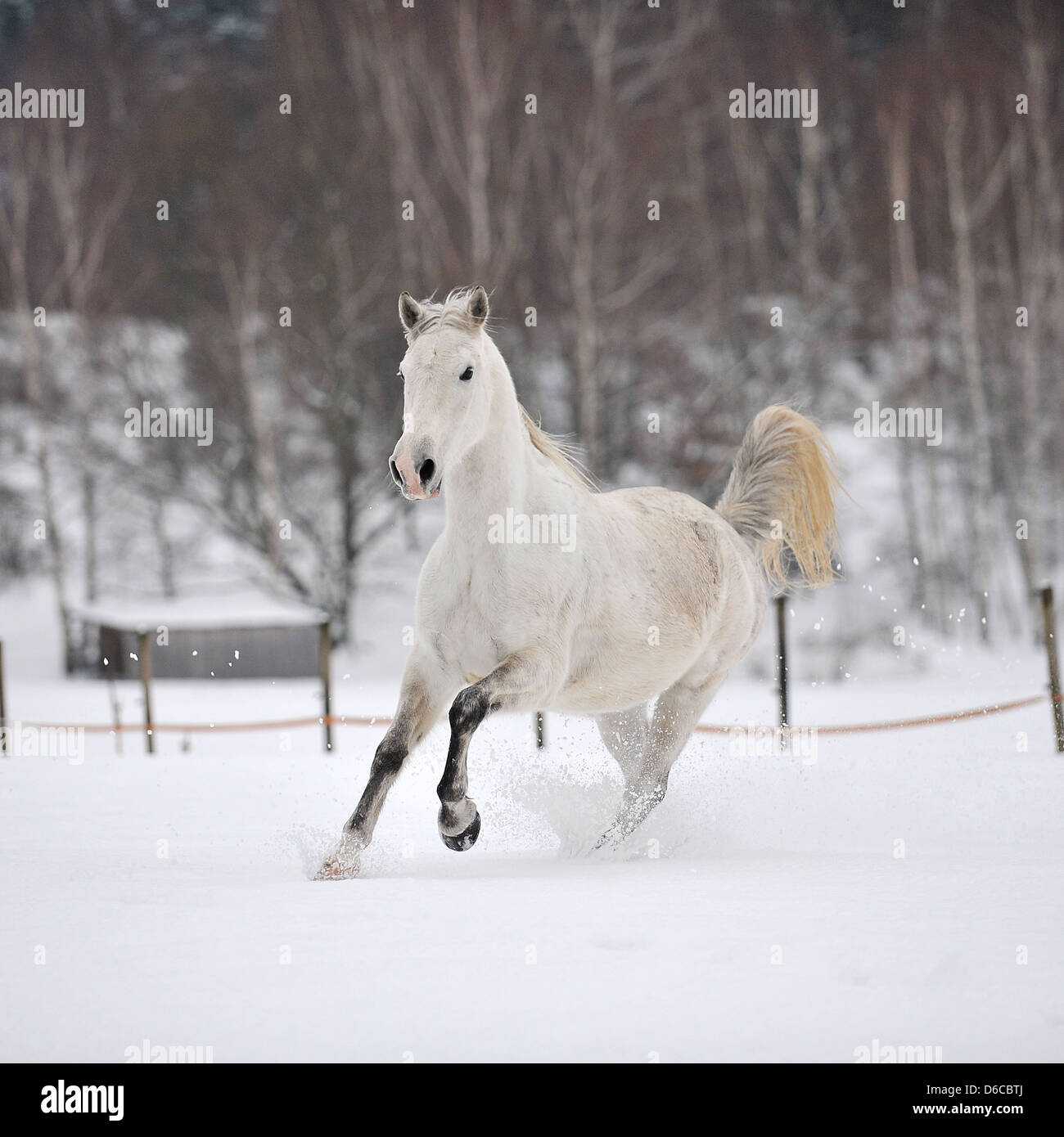 horse galloping in snow Stock Photo